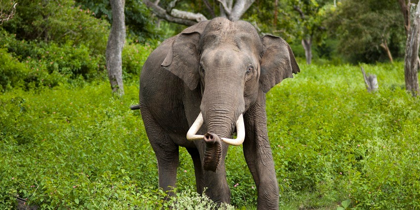 Watch elephants in action while on a safari here at the Bannerghatta Biological Park