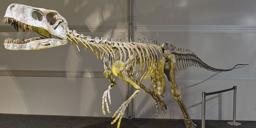 An image of the skeleton of Frenguellisaurus ischigualastensis displayed in a Dinosaur fossil park.