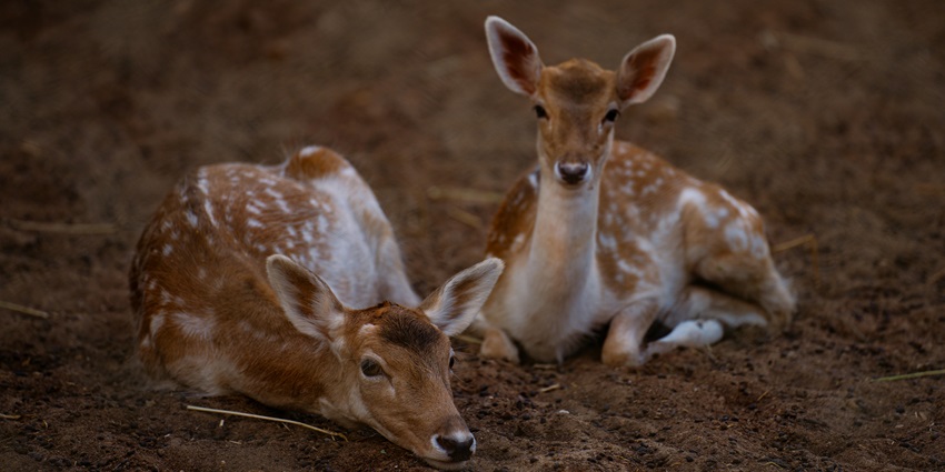 The picture represents deers in their natural habitat, living free and wild