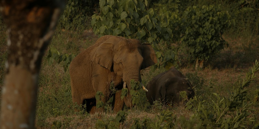 An elephant standing in a field at this wildlife reserve in Madhya Pradesh