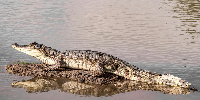 A large alligator rests on a rock in calm water, with its body partially submerged.