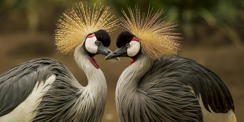 Two grey crowned crane birds perched on a branch facing each other, surrounded by blurred greenery.