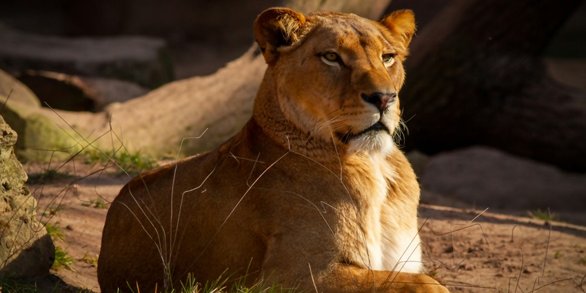 A view of a lioness at this zoo which is located in Ranchi, Jharkhand.