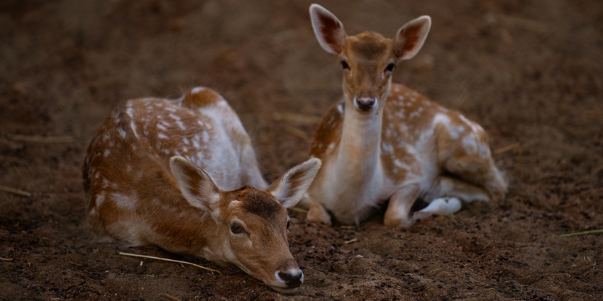 The picture represents deers in their natural habitat, living free and wild