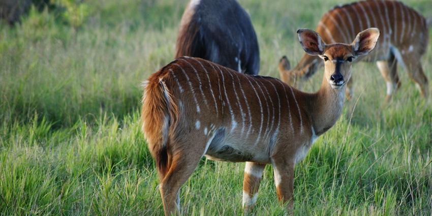 Picturesque view of a brown deer on a lush green grass field during daytime