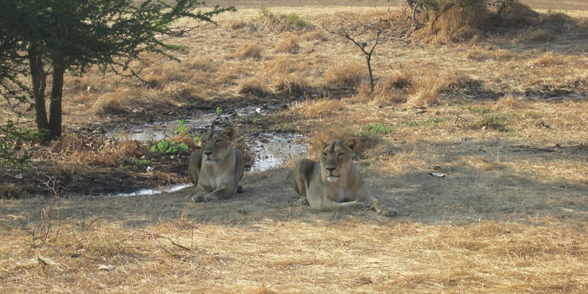 Snapshot of the pair of majestic asian lions resting under the tree in their natural habitat