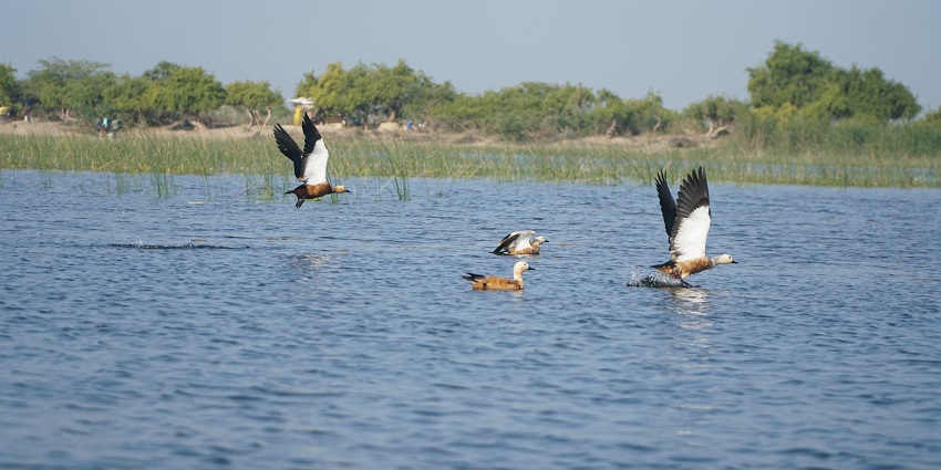 Birds gracefully swimming in the water at Nalsarovar National Park, surrounded by nature.