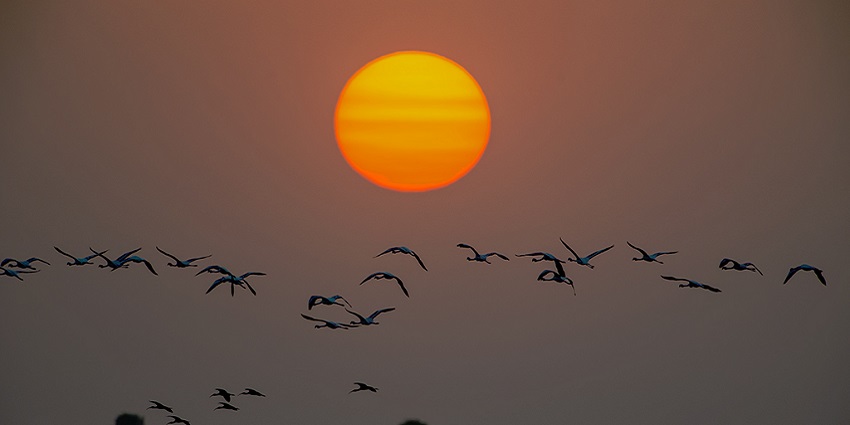Snapshot of the beautiful sunset in the desert of the Rann of Kutch in Gujarat in India
