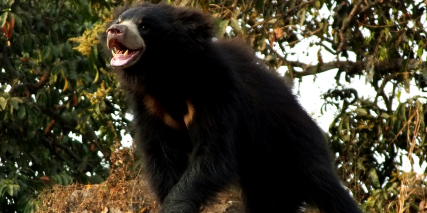 A sloth bear captured while clicking Balaram Ambaji wildlife sanctuary photos.