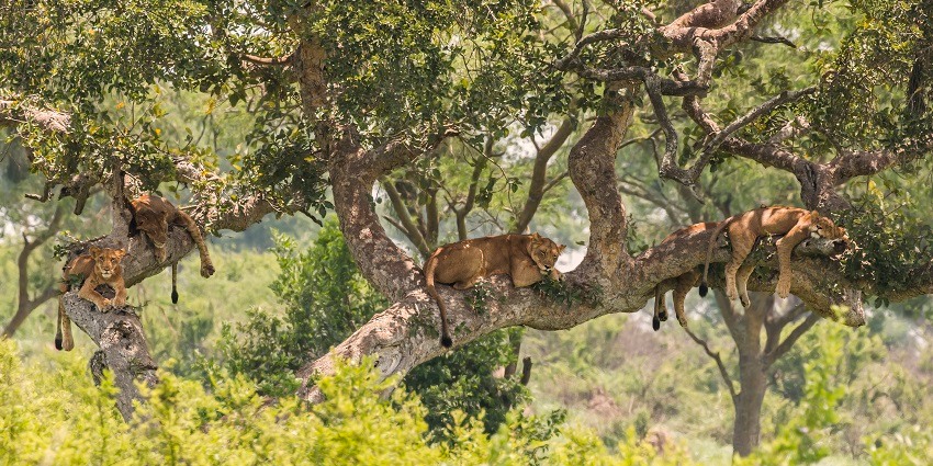 Beautiful snapshot of the group of lions sitting on the brak of tree in the wildlife which is their natural habitat