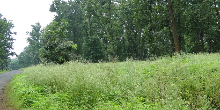 Lush landscapes inside offering a serene escape to nature lovers