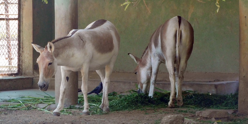 Things to carry while visiting Junagadh Zoo.