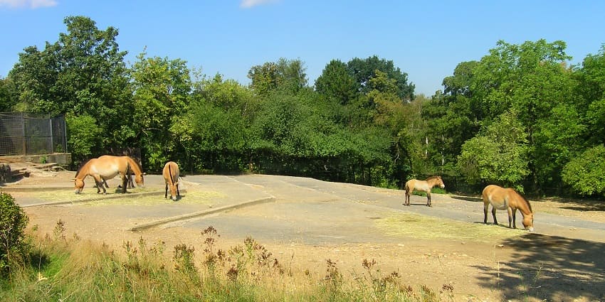 Panoramic view of the zoo where the horses are roaming and the eating in the Garden of the zoo
