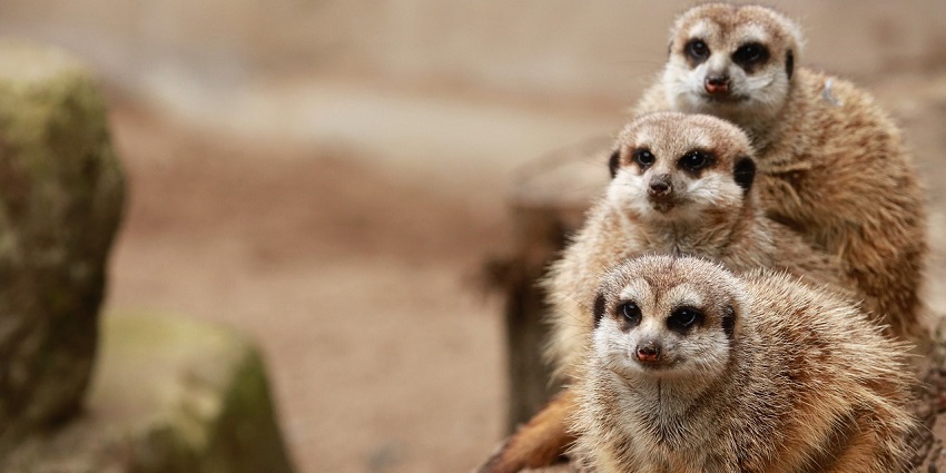 Meerkats standing alert together, like in Palampur Zoo, showcasing their inquisitive nature.