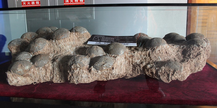 A picture of dinosaur eggs fossils at display at a museum