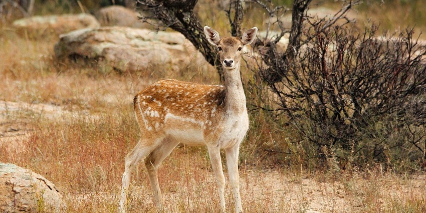 A deer in Phulwari Ki Nal Wildlife Sanctuary, highlighting the region's diverse wildlife.