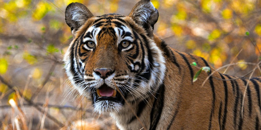 Bengal Tiger spotted in jungle showcasing the region's rich biodiversity.