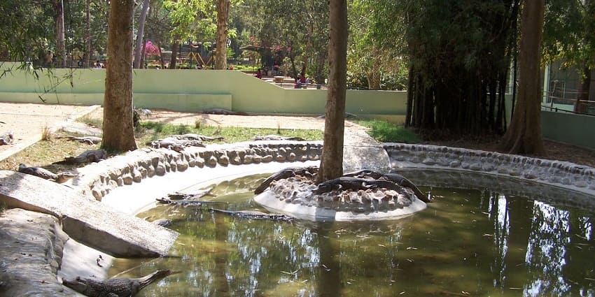 Snapshot of the crocodiles in the small pond of the Bannerghatta National Park which is Butterfly Park in Karnataka