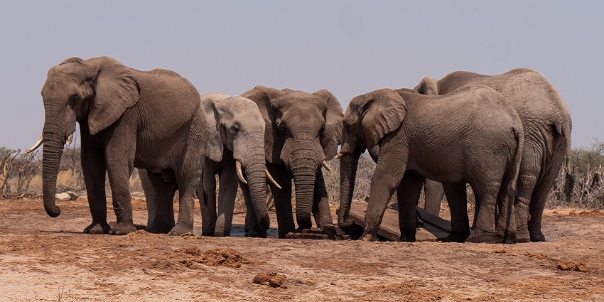 Heard of elephants roaming in their natural habitat of the mhadei wildlife sanctuary