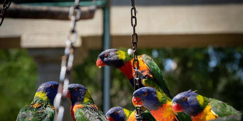 Snapshot of the beautiful parrots sitting in the lush forest of salim ali wildlife sanctuary