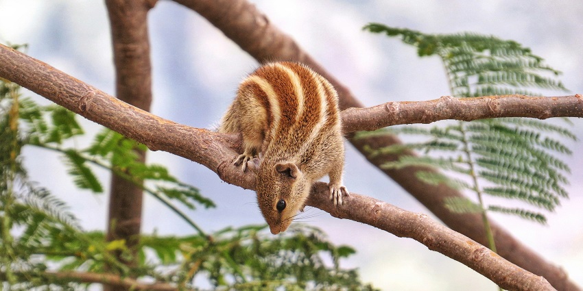 A brown squirrel, looking for food, ready to jump from the tree branch in Udaipur.