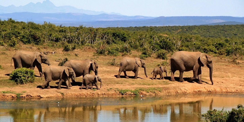 Mollem National Park has a large variety of wildlife for tourists to watch.