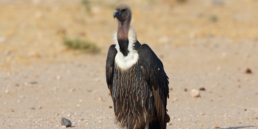 A white-rumped vulture in Desert National Park, Jaisalmer, showcasing the park's endangered bird species.