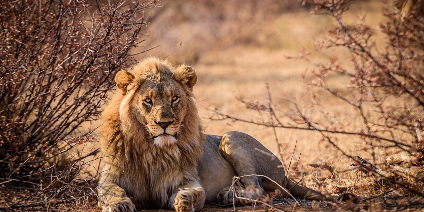 Observe lions and tigers standing amidst the lush landscapes near the Statue of Unity, Gujarat