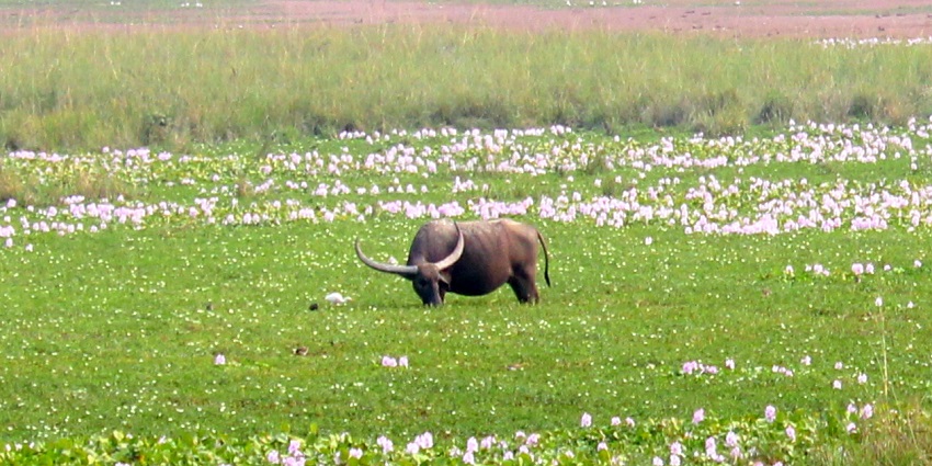 A wild buffalo standing in a Wildlife Sanctuary, surrounded by tall grass.