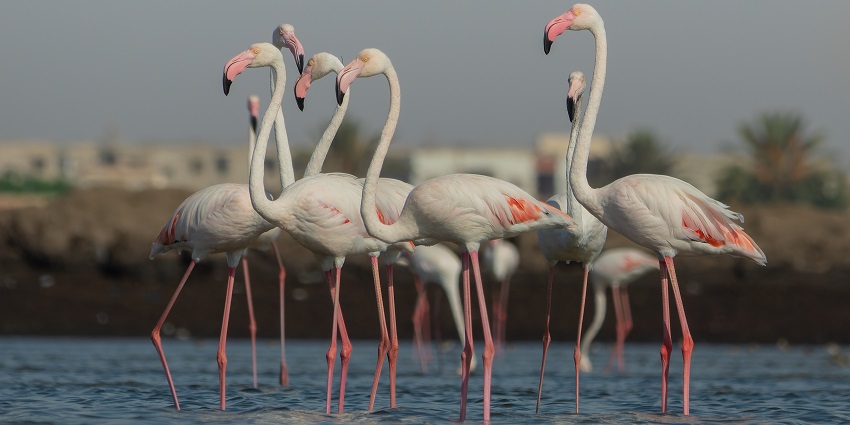 A Group of birds walking on the water in a bird sanctuary in the city of Gandhi Nagar