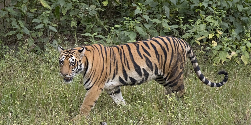 Beautiful image of a tiger crossing the jungle–duri g a wildlife safari in the city of Rajasthan