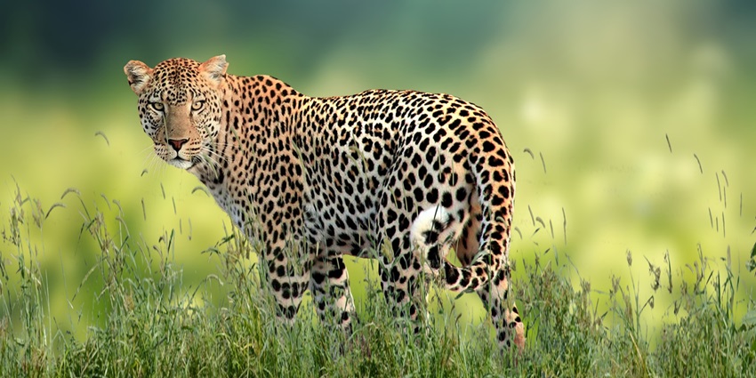 A leopard walking through tall grass, its muscular body and distinctive spotted coat clearly visible.