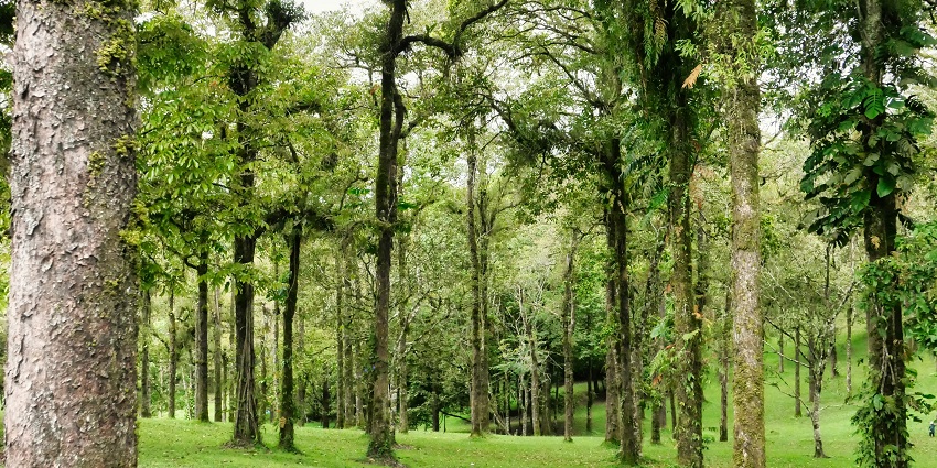 There are several factors to consider before visiting a forested region and wildlife.