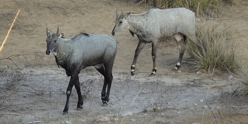 Nilgai antelope in Ramsagar Wildlife Sanctuary, along the area’s vibrant wildlife