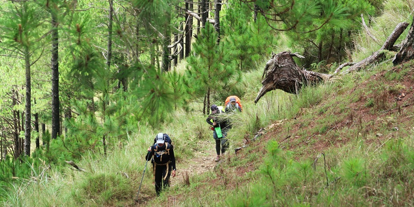 Dense Kasauli forest, perfect for trekking in Kasauli and nature enthusiasts.