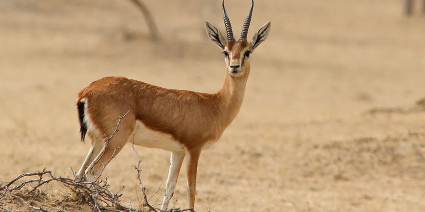 Deer in Nahargarh Wildlife Sanctuary amidst lush green surroundings.