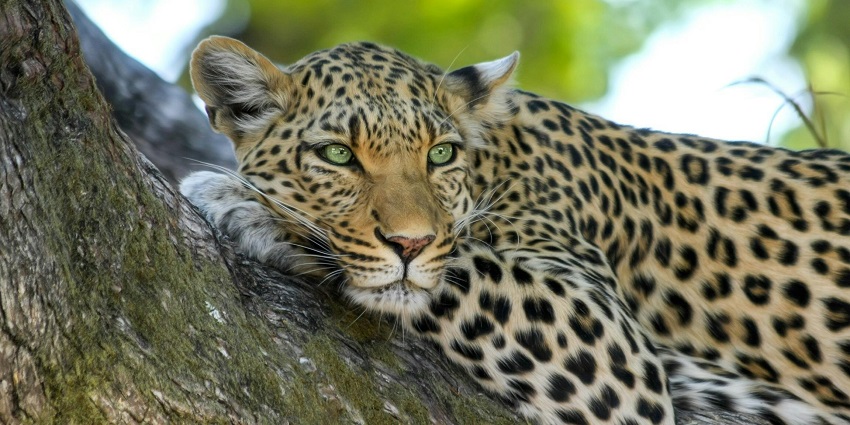 A closeup image of a leopard present at a national park near Jaipur in Rajasthan.