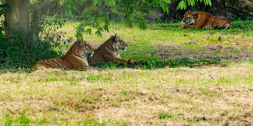 Lions resting in Bhainsrorgarh Wildlife Sanctuary, showcasing the sanctuary's diverse fauna.