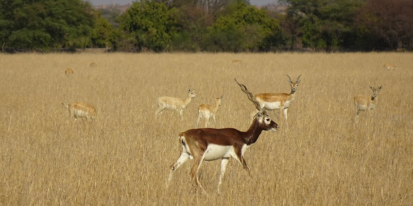 A blackbuck grazing in a grassy field at a wildlife sanctuary - best places to visit in Rajasthan