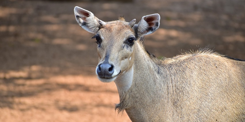 Nilgai antelope grazing in Dhawa Doli Wildlife Sanctuary, highlighting its diverse wildlife.