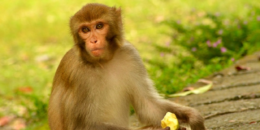 Before visiting Kalesar National Park, there are other factors to consider.