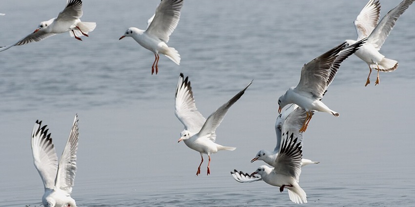 Gulls are flying over the beautiful lake to hunt for the fishes and other marine species