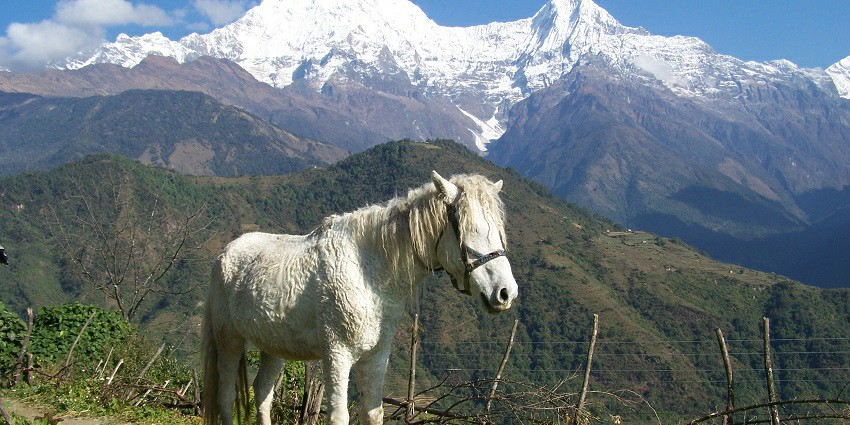 A rugged, snowy terrain with the vibrant green surroundings highlights the park's natural beauty