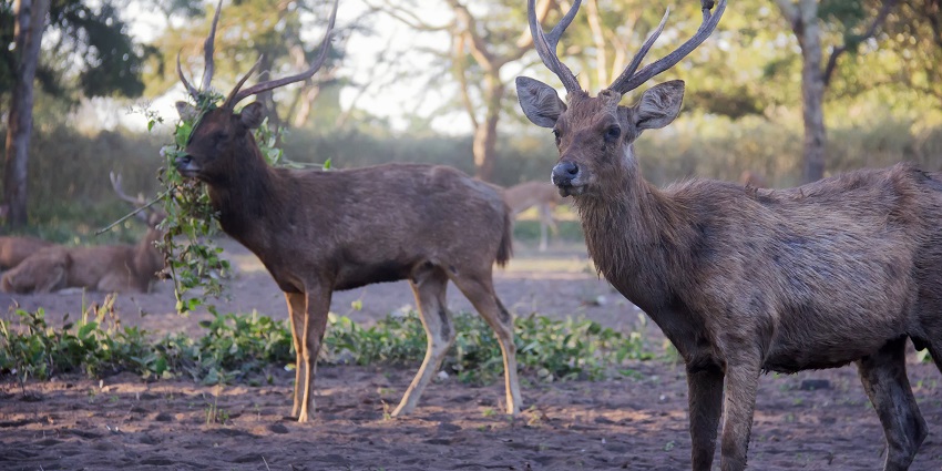 Pack of deer grazing peacefully in the lush landscape of Bardiya National Park.