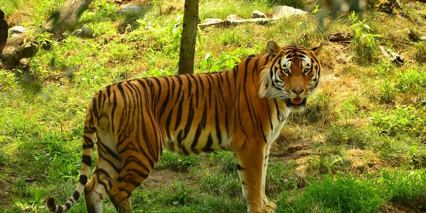 Spot Bengal Tigers roaming the jungle, representing the wildlife of Royal Chitwan National Park