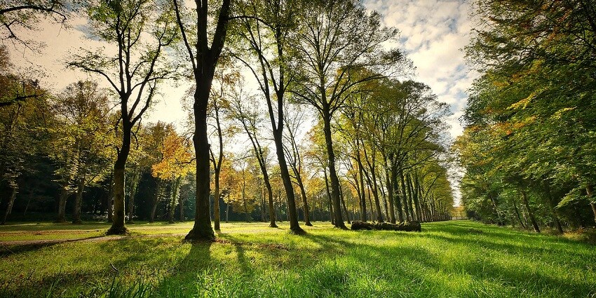 A peaceful park landscape with trees and open grassland capturing the serene environment of Bhutan.