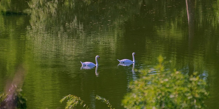 Swans in a serene lake, echoing the tranquillity found in Sakteng Wildlife Sanctuary.