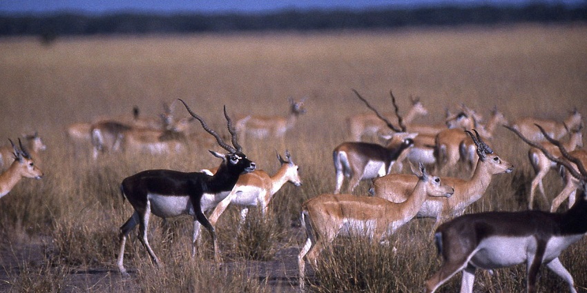 Blackbucks wandering in the grassland of the national park.