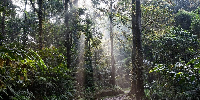 Scenic view inside lush forests with sun beams immersing through the leaves