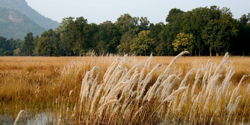 Majestic view of golden meadows and lush green forest at the far end